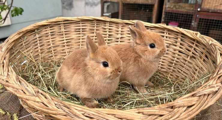 Hatay Büyümeyen Tavşan