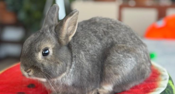 Hatay Ev Tavşanı