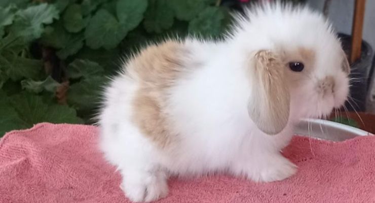 Hatay Hollanda Lop Tavşan